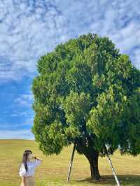서울 올림픽공원의 메인 나홀로나무🌳 