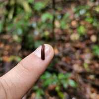 Rafflesia Hunting
