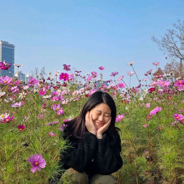 코스모스 가득한 안양천