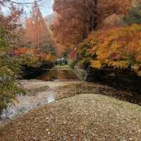 Daejeon Autumn Leaves