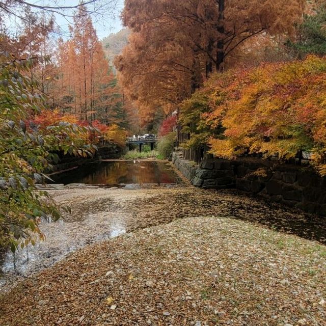 Daejeon Autumn Leaves Daejeon Autumn Leaves