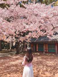 봄이 기다려지는 이유🌸
