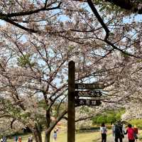 櫻花與油菜花共舞，彷如走入世外桃園！
