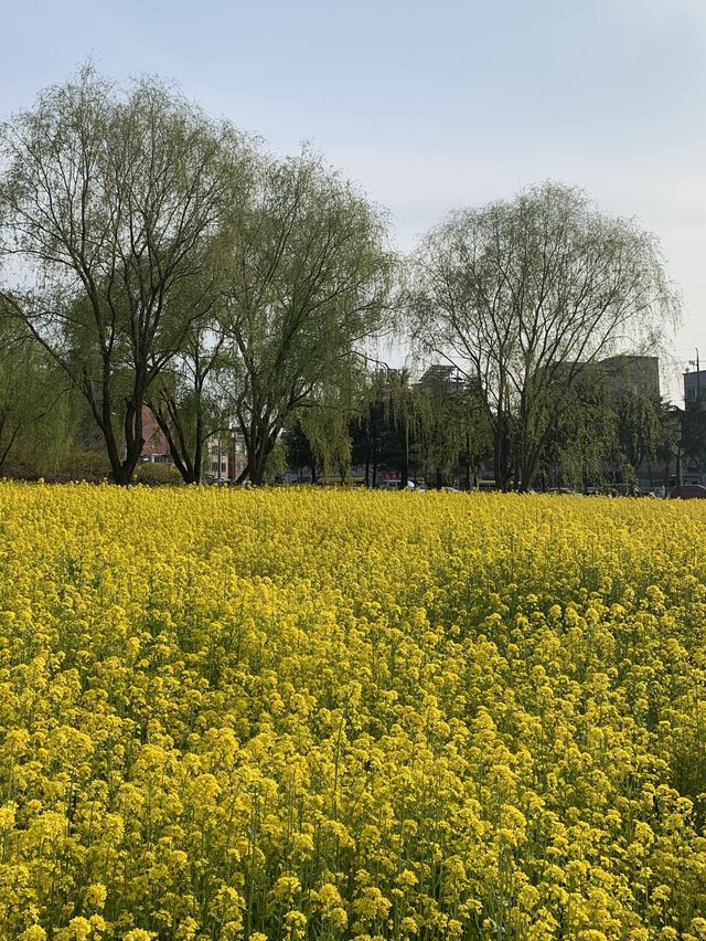 [대구] 두류공원, 성당못 유채꽃 !🌼🌟🐥💛