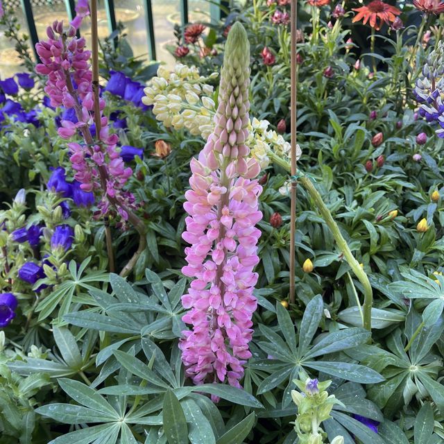 超靚秘密賞櫻花園