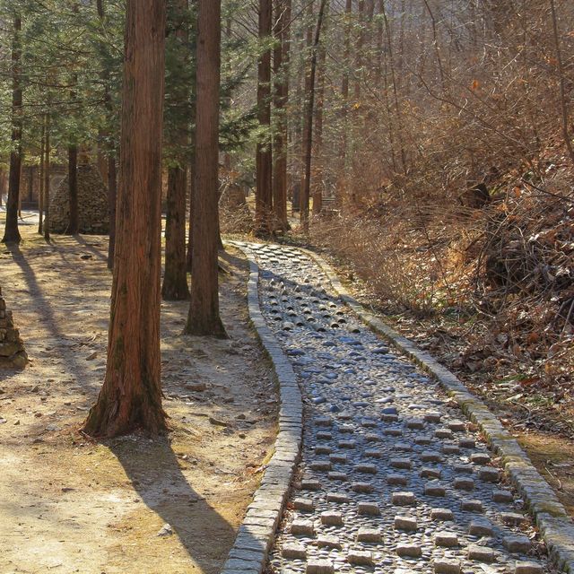 대전의 겨울왕국 [상소동 산림욕장]