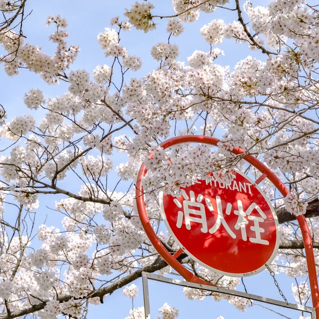 ふりーすくーる西五反田前の桜