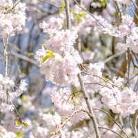 横浜公園の桜景色