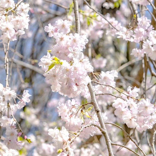 横浜公園の桜景色