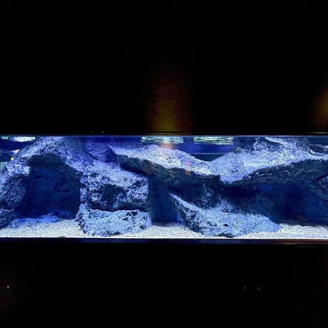 アイドルペンギンがたくさん！すみだ水族館