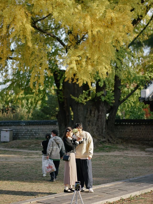 ใบไม้เปลี่ยนสีที่ Sungkyunkwan