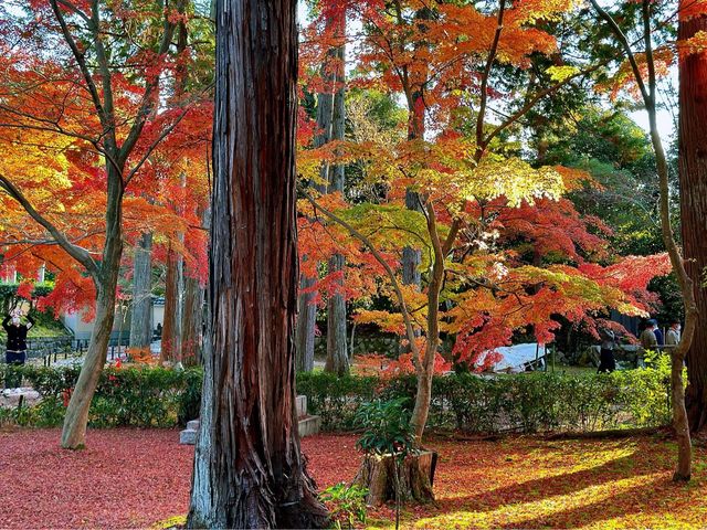 真正極楽寺 (真如堂)
