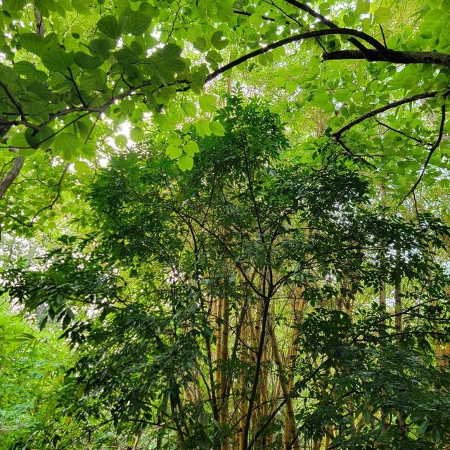 5分鐘極速逃離城市喧囂的主教山🗻