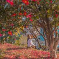 🌺비행기없이 부산에서 동백을 만날 수 있는곳 [부산, 사상 강변대로]🌺