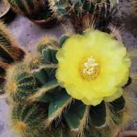Cameron Highland Cactus Valley