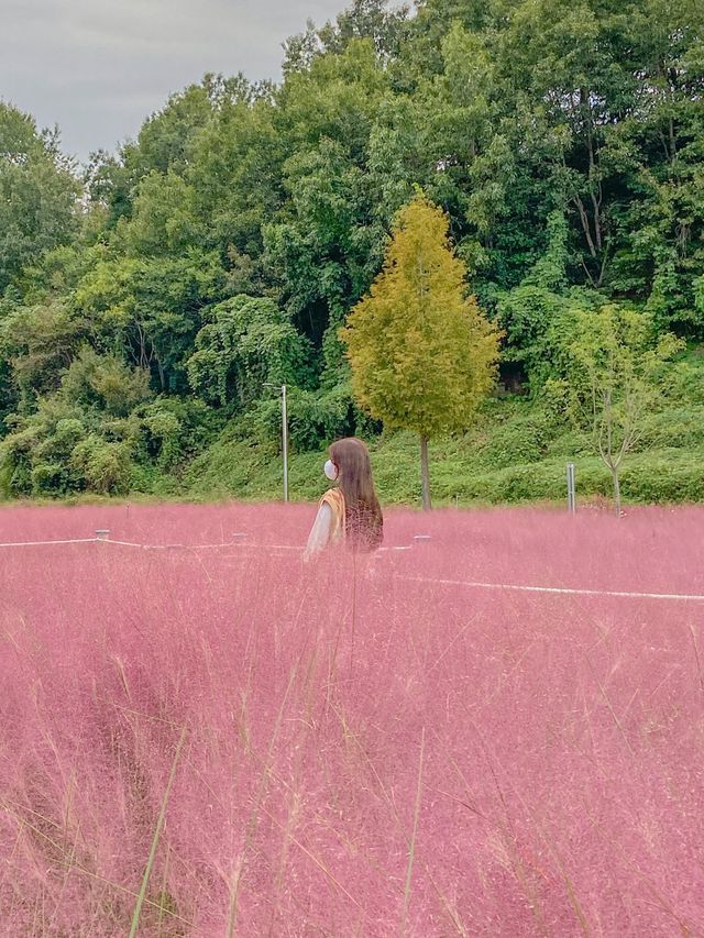 숨은 핑크 뮬리 맛집, 합천 신소양체육공원💕