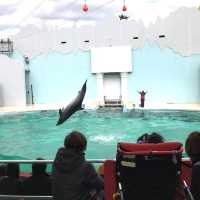 【兵庫】スマスイ！須磨海浜水族園の楽しみ方