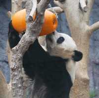 MACAU GIANT PANDA PAVILLION