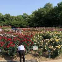 Zijing Park - International Rose Garden