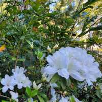 賞花好去處 ～ 維多利亞公園 