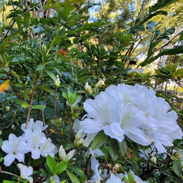 賞花好去處 ～ 維多利亞公園 