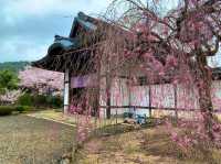 京都　SAKURA 桜めぐり❗️勧修寺の桜に感動❗️