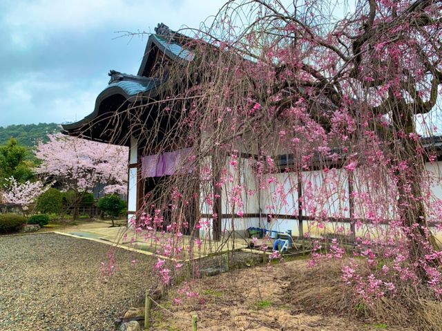 京都　SAKURA 桜めぐり❗️勧修寺の桜に感動❗️
