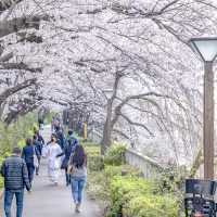 目黒川の太鼓橋からの景色
