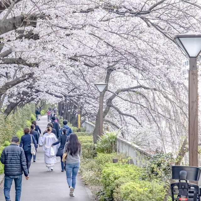 目黒川の太鼓橋からの景色