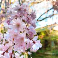 【京都】桜🌸と庭園のコントラストが秀逸