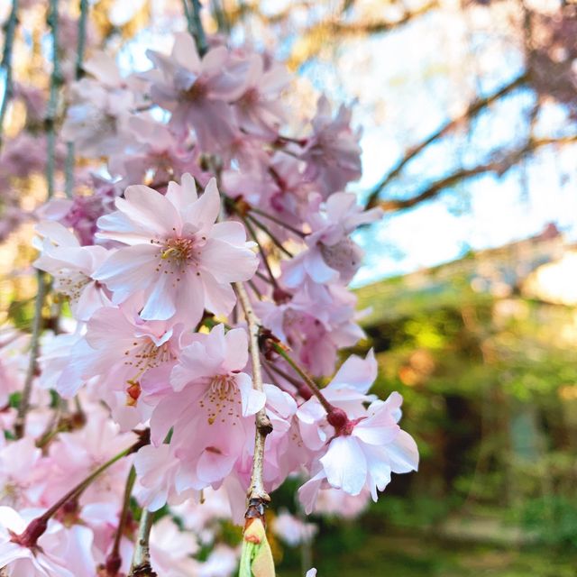 【京都】桜🌸と庭園のコントラストが秀逸