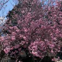 Blossoming Trees at Cing Jing Farm, Taiwan