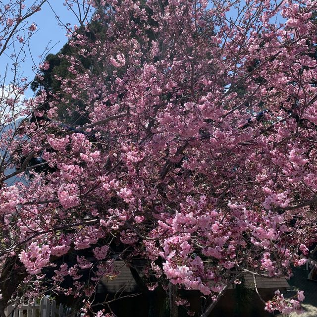 Blossoming Trees at Cing Jing Farm, Taiwan