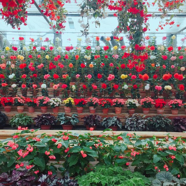 【日本 三重】日本最大規模花海 🌹🌷🌺🌸🌼
