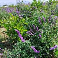 愛知県！花畑が素晴らしい花ひろば