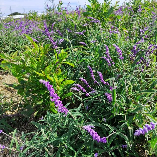 愛知県！花畑が素晴らしい花ひろば