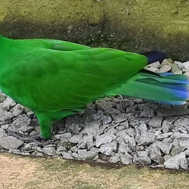 Cheeky Birds at KL Bird Park!❤️