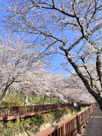 진해 벚꽃 명소 :: 여좌천🌸🌸🌸