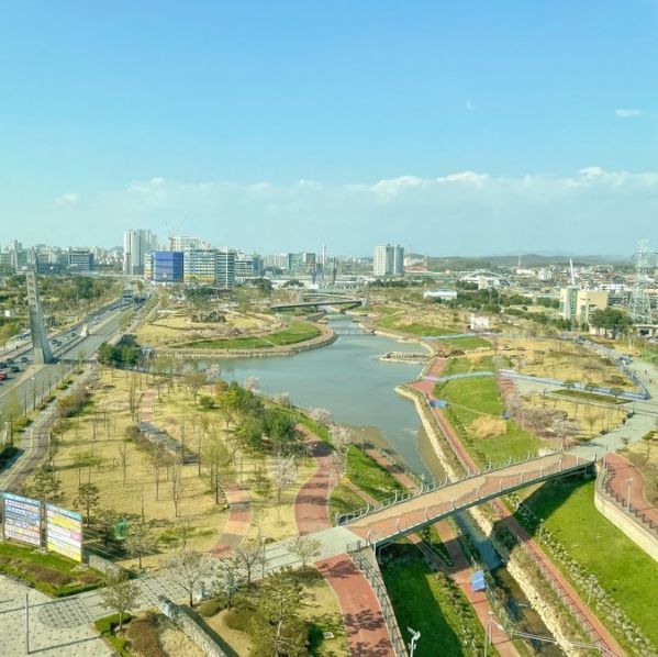 파주 도심 한복판 벚꽃 명소! 파주운정호수공원