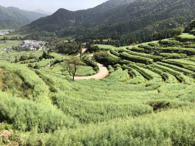 Jiangling - Rapeseed Flower Fields 