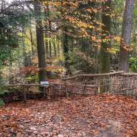 Autumn Hues in Taunus 🥰