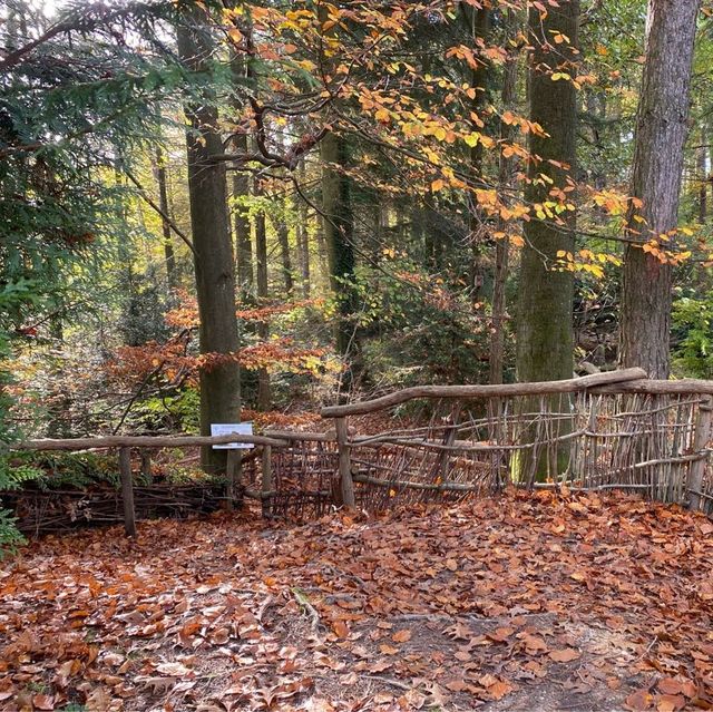 Autumn Hues in Taunus 🥰