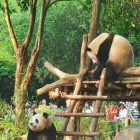 China Bucket list: Pandas & babies ticked!! 