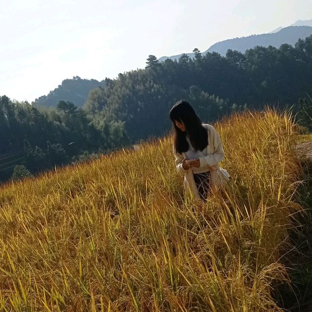 Golden Rice Terraces Oujia Village, Taibao Town, Lianshan, Yao Autonomous County, Qingyuan