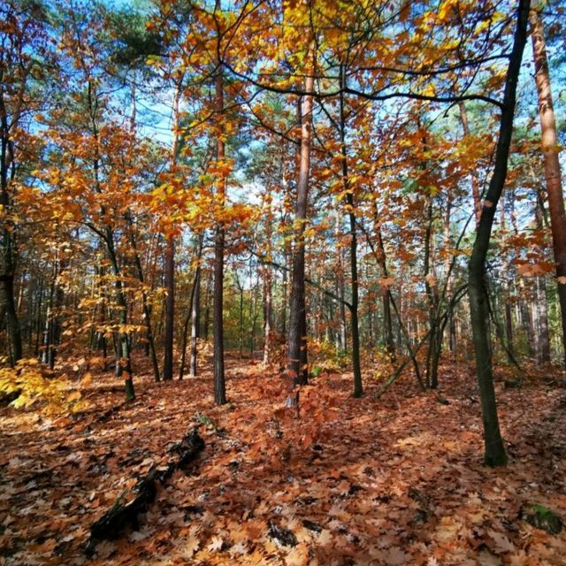 Autumn-Hike around Berlin's Wannsee