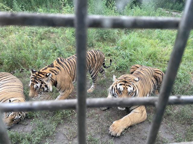 Harbin’s Siberian Tiger Park 🐅 