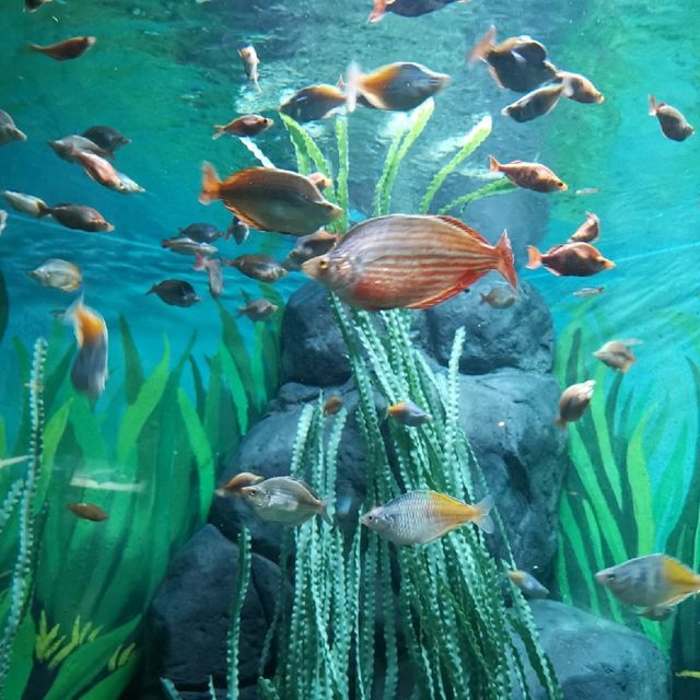 Shanghai Aquarium 