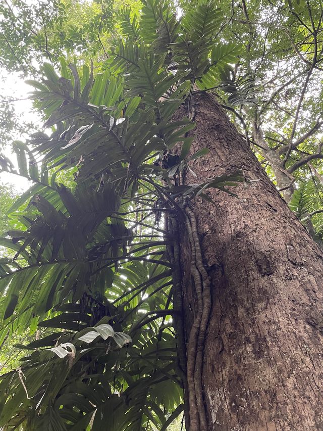 Catch the Details in the Forest