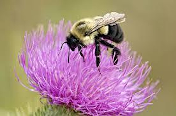 Eco Explorers: Bumble Boogie | Derek Doubleday Arboretum