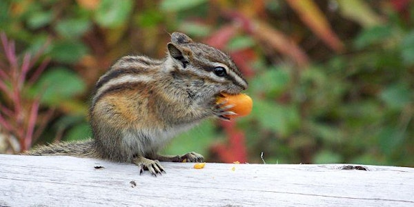 Knee-high nature: Mini mammals | Robert Service Campground